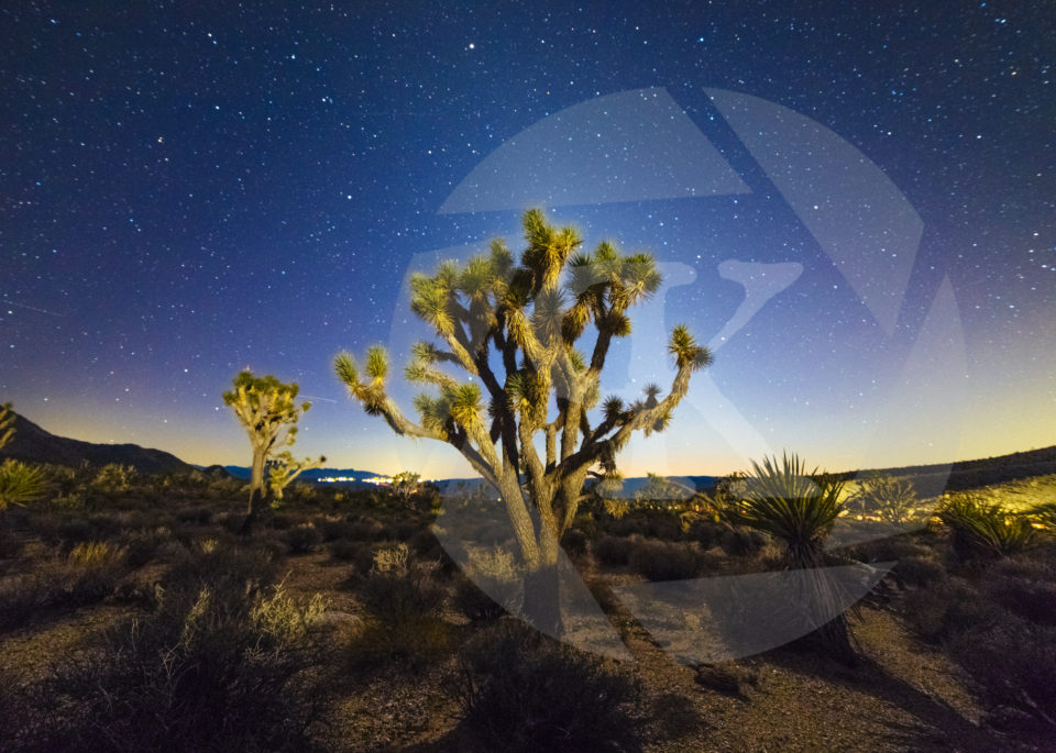 A Joshua Tree in the foreground framed by the starry night and Milky Way in the background