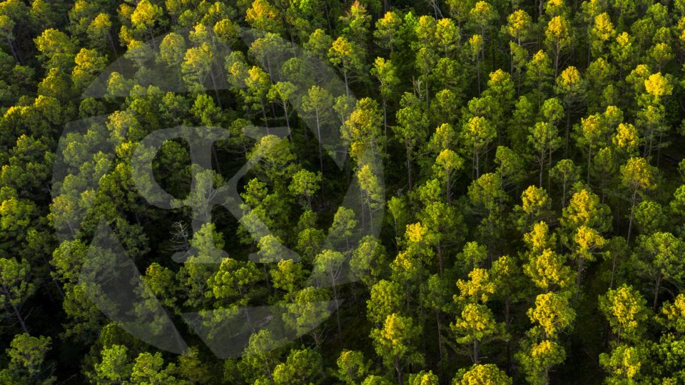 Aerial shot of forest treetops