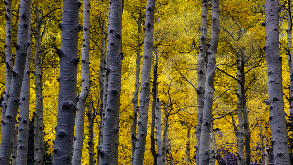 Aspens
